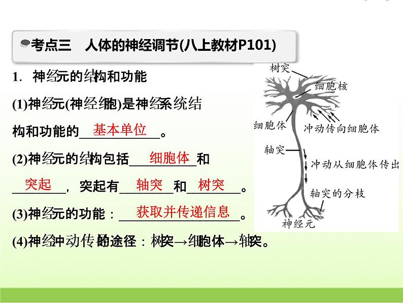 中考生物复习第8讲生命活动的调节精讲课件第7页