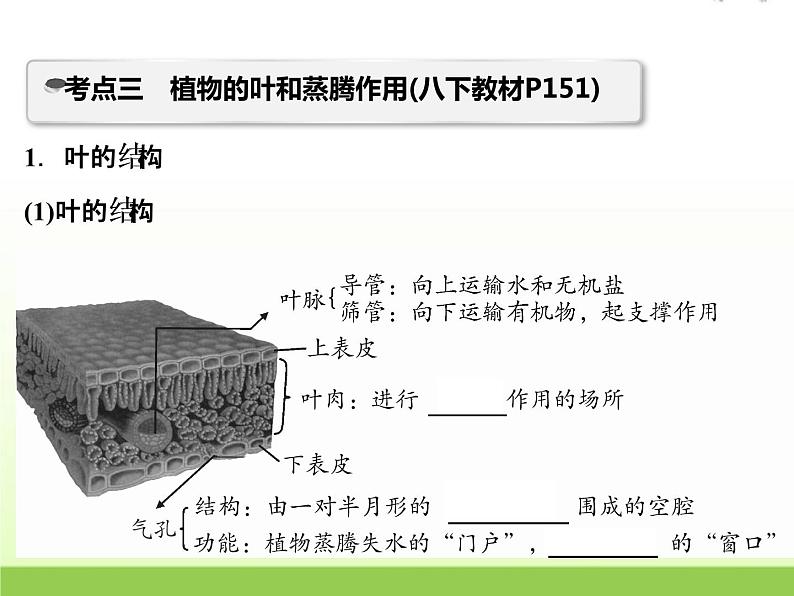 中考生物复习第4讲植物的新陈代谢(1)精讲课件07