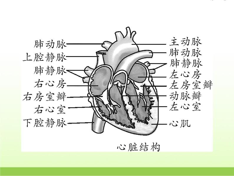 中考生物复习第7讲动物的新陈代谢(2)精讲课件第4页