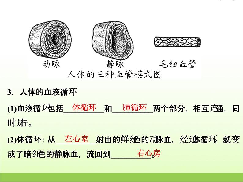 中考生物复习第7讲动物的新陈代谢(2)精讲课件第6页