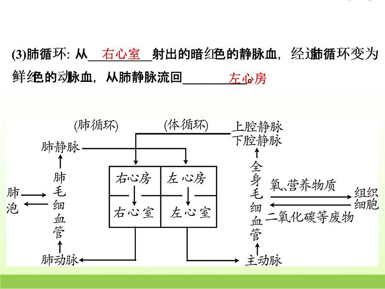 中考生物复习第7讲动物的新陈代谢(2)精讲课件第7页