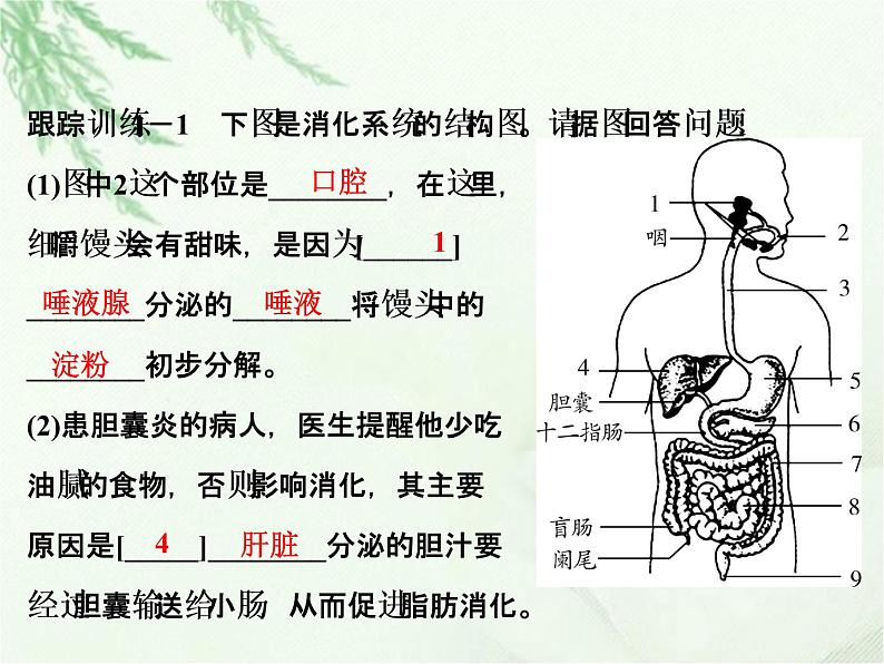 中考生物复习微专题1人体消化系统的组成精讲本课件03