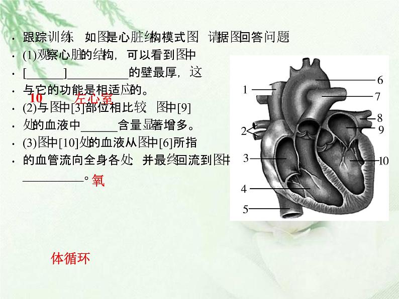 中考生物复习微专题3心脏的结构与血液血管精讲本课件04