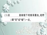 人教版生物七年级上册 第四节 单细胞生物 课件