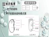 人教版生物七年级上册 第二节 种子植物 课件