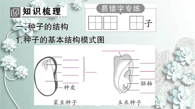 人教版生物七年级上册 第二节 种子植物 课件02