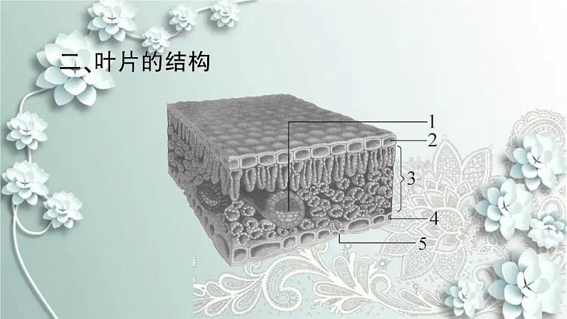 人教版生物七年级上册 第三章 绿色植物与生物圈的水循环 课件04