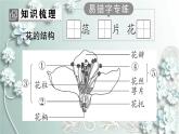 人教版生物七年级上册 第三节 开花和结果 课件