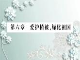 人教版生物七年级上册 第六章 爱护植被，绿化祖国 课件