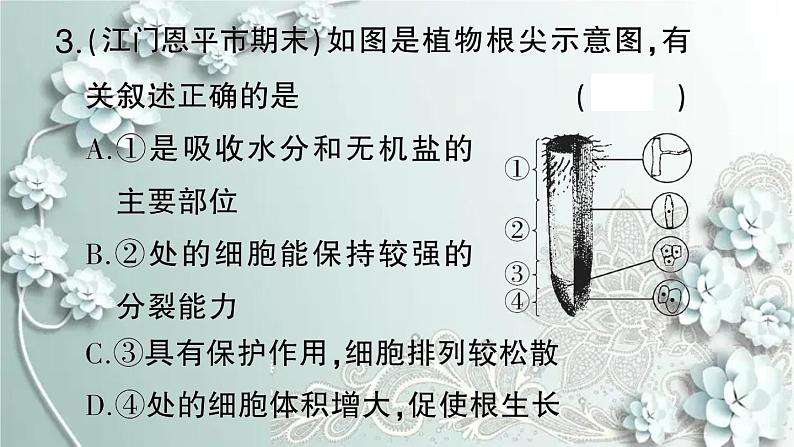 人教版生物七年级上册 微专题四 被子植物的一生 课件06