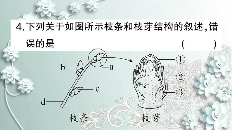 人教版生物七年级上册 微专题四 被子植物的一生 课件07