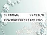 人教版生物七年级上册 期末复习专题四 植物的三大生理作用及爱护植被 课件