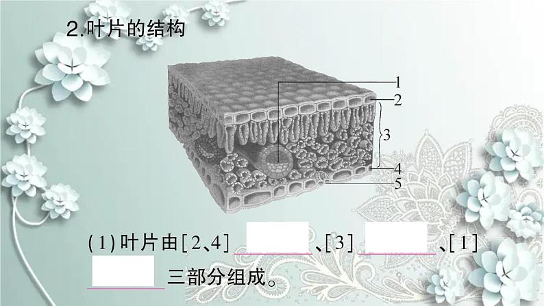 人教版生物七年级上册 期末复习专题四 植物的三大生理作用及爱护植被 课件06