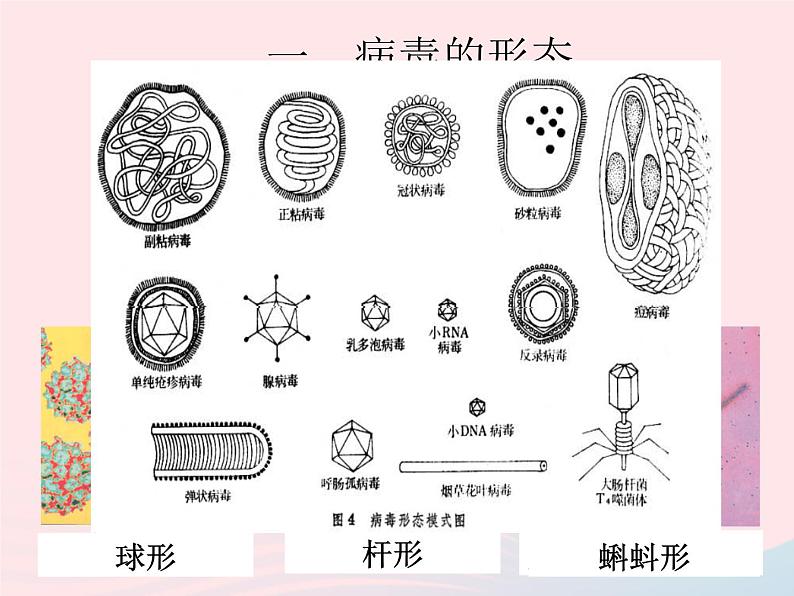 2022人教版八年级生物上册第五章病毒课件04