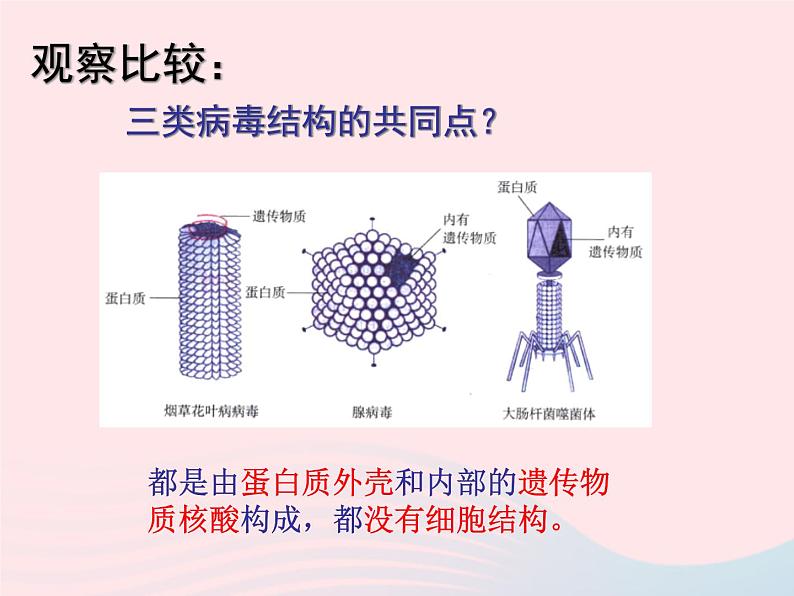 2022人教版八年级生物上册第五章病毒课件06
