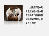 人教版八年级生物下册课件 第七单元 第二章 第一节 基因控制生物的性状