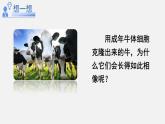 人教版八年级生物下册课件 第七单元 第二章 第一节 基因控制生物的性状