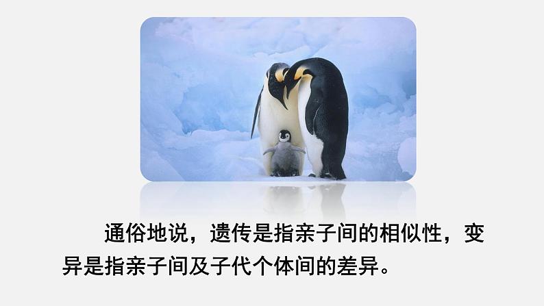 第一节 基因控制生物的性状第6页