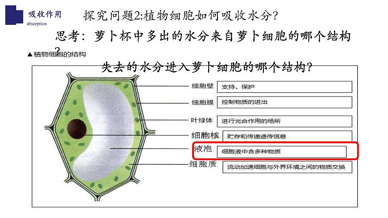 北师大版5.3 吸收作用 课件05