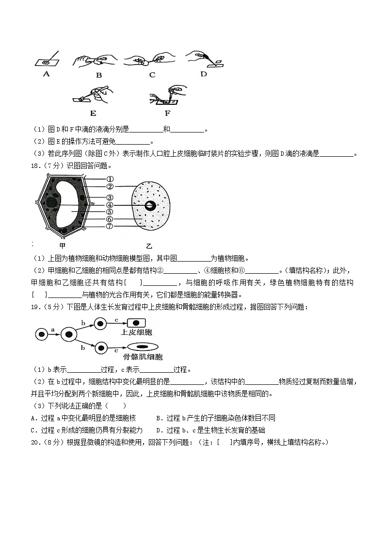 广西崇左市宁明县2022-2023学年七年级上学期期中生物试题(含答案)第3页