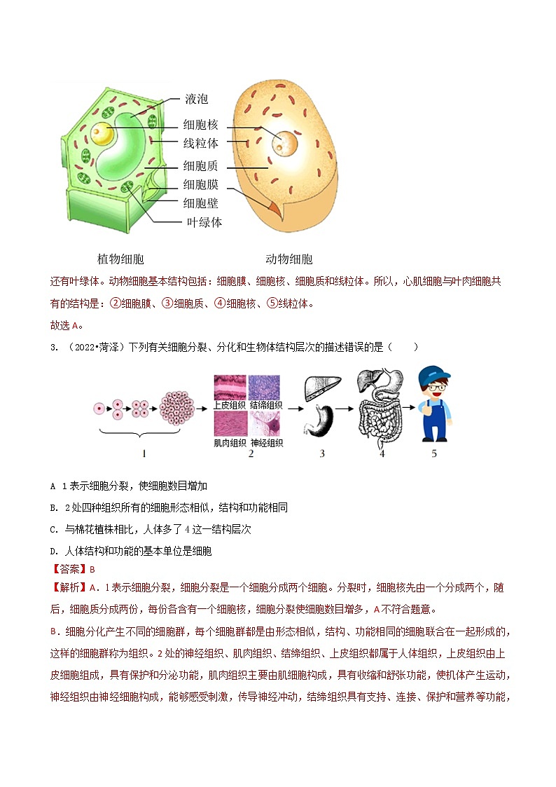 专题02 生物体的结构层次-三年（2020-2022）中考生物真题分项汇编（山东专用）（解析版）第2页