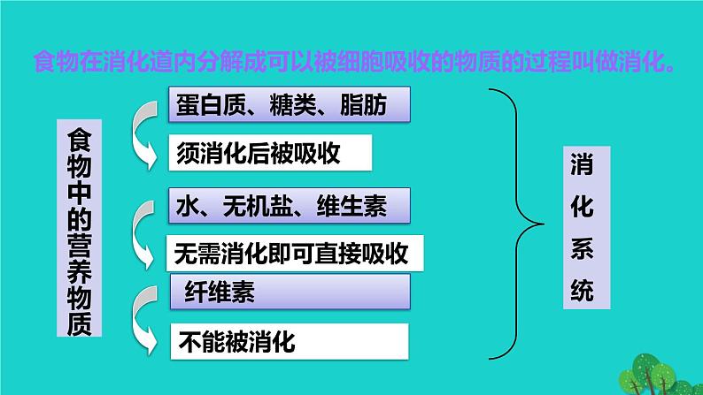 人教版七年级生物下册第4单元生物圈中的人第2章人体的营养第2节消化和吸收第1课时食物的消化1课件第4页