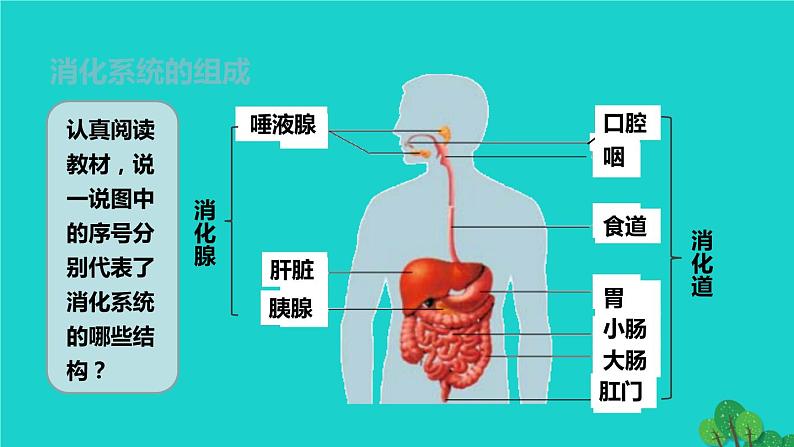 人教版七年级生物下册第4单元生物圈中的人第2章人体的营养第2节消化和吸收第1课时食物的消化1课件第5页