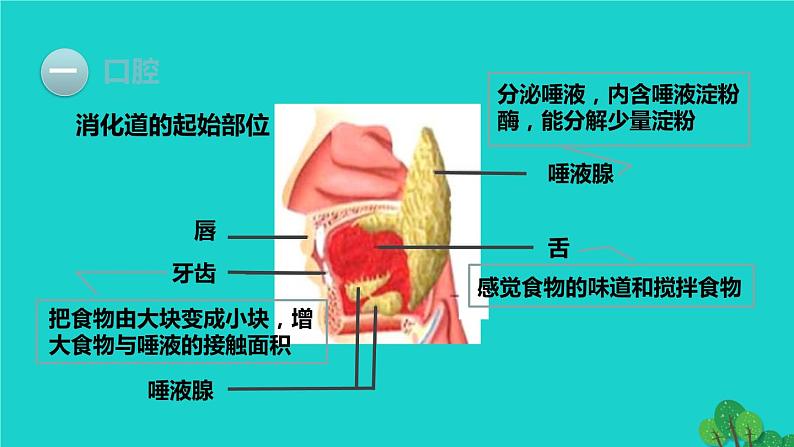 人教版七年级生物下册第4单元生物圈中的人第2章人体的营养第2节消化和吸收第1课时食物的消化1课件第8页