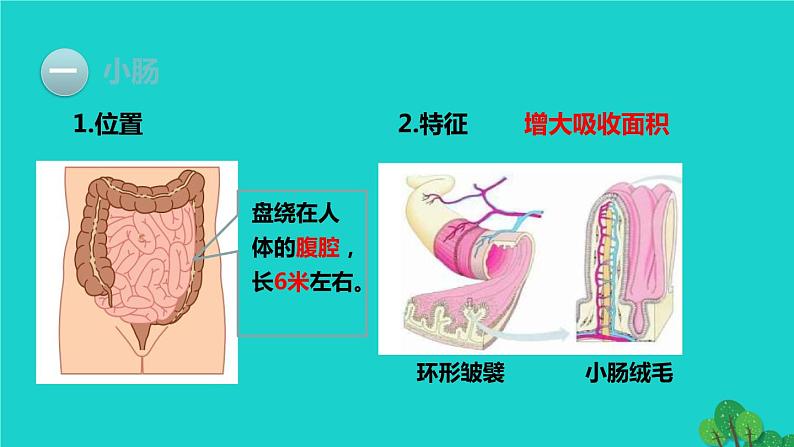 人教版七年级生物下册第4单元生物圈中的人第2章人体的营养第2节消化和吸收第2课时营养物质的吸收1课件05