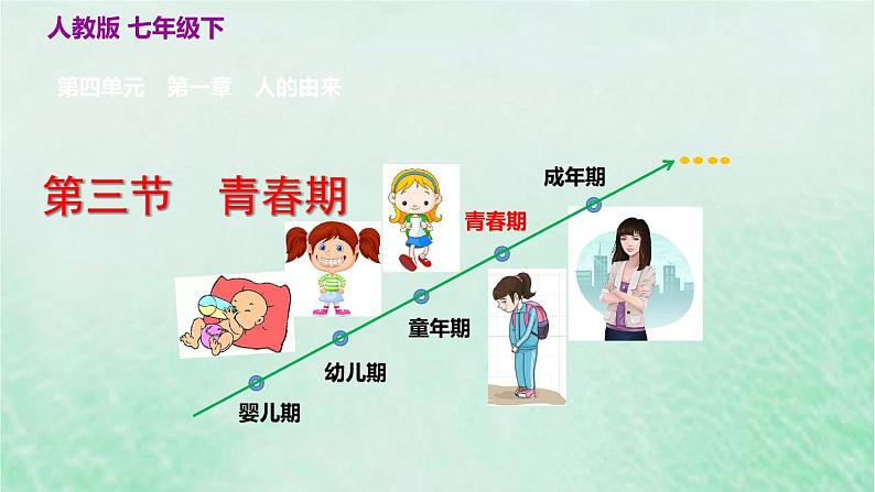 人教版七年级生物下册第4单元生物圈中的人第1章人的由来第3节青春期课件第2页