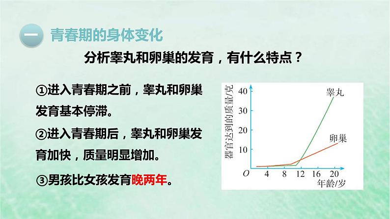 人教版七年级生物下册第4单元生物圈中的人第1章人的由来第3节青春期课件第6页