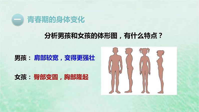 人教版七年级生物下册第4单元生物圈中的人第1章人的由来第3节青春期课件第8页