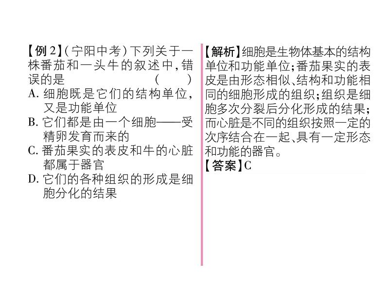 人教版七年级上册生物  2.2.3 植物体的结构层次 课件04