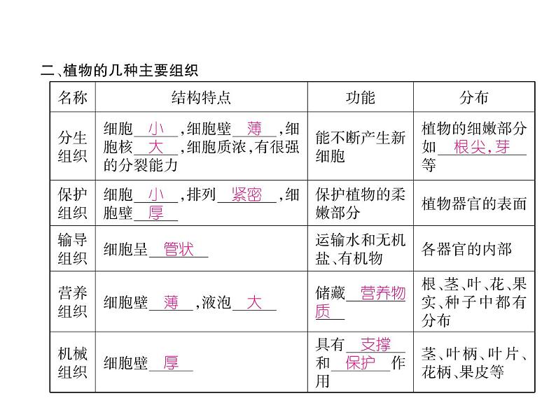 人教版七年级上册生物  2.2.3 植物体的结构层次 课件07