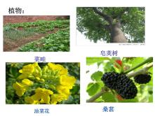 2020-2021学年第二节   调查周边环境中的生物课文配套ppt课件_ppt04