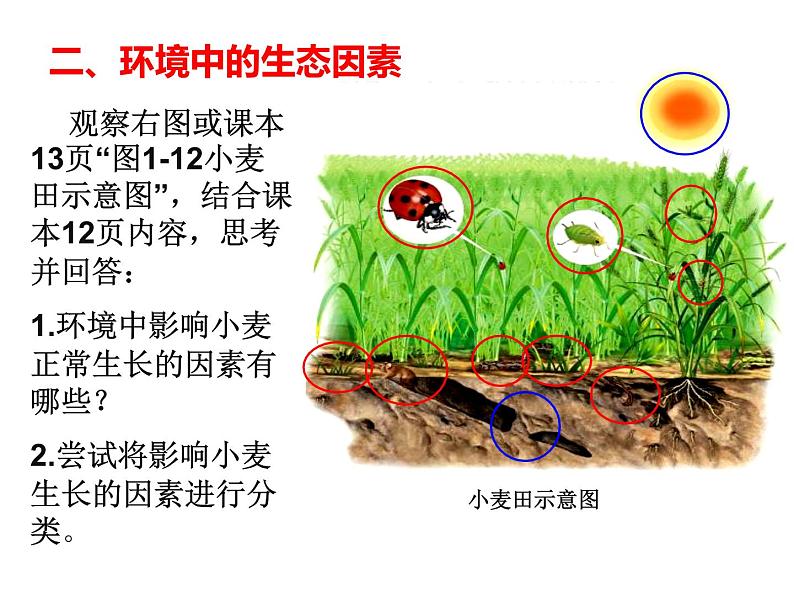 1.2.1生物与环境的关系 课件08