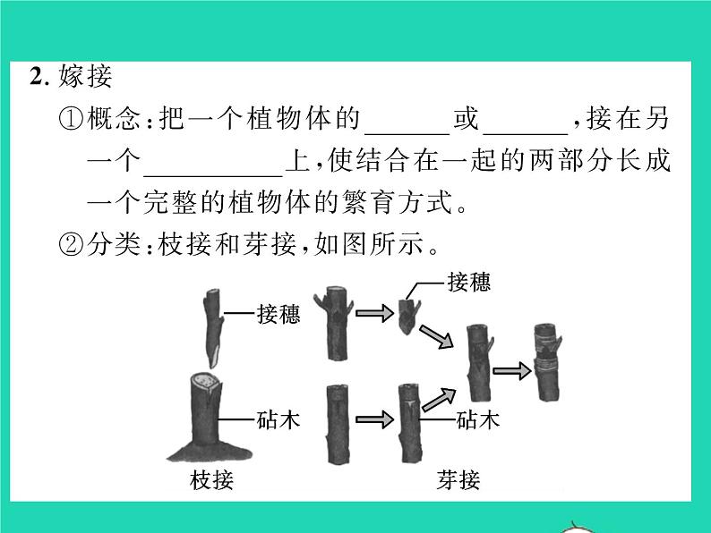 2022八年级生物下册第七单元生物圈中生命的延续和发展第一章生物的生殖和发育第一节植物的生殖习题课件新版新人教版05