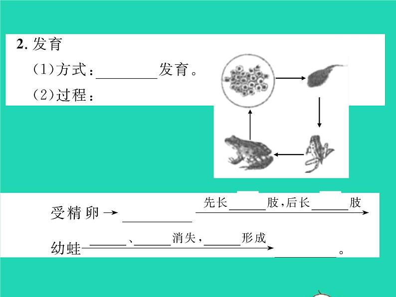2022八年级生物下册第七单元生物圈中生命的延续和发展第一章生物的生殖和发育第三节两栖动物的生殖和发育习题课件新版新人教版03