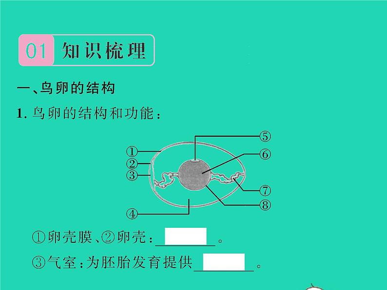 2022八年级生物下册第七单元生物圈中生命的延续和发展第一章生物的生殖和发育第四节鸟的生殖和发育习题课件新版新人教版02