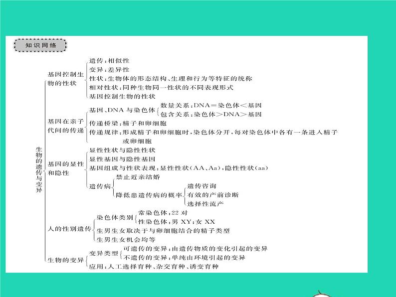 2022八年级生物下册第七单元生物圈中生命的延续和发展第二章生物的遗传与变异章末复习与小结习题课件新版新人教版02