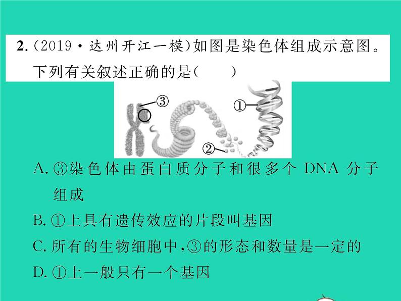 2022八年级生物下册第七单元生物圈中生命的延续和发展第二章生物的遗传与变异章末复习与小结习题课件新版新人教版06