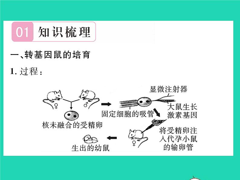 2022八年级生物下册第七单元生物圈中生命的延续和发展第二章生物的遗传与变异第一节基因控制生物的性状第2课时基因控制生物的性状习题课件新版新人教版第2页