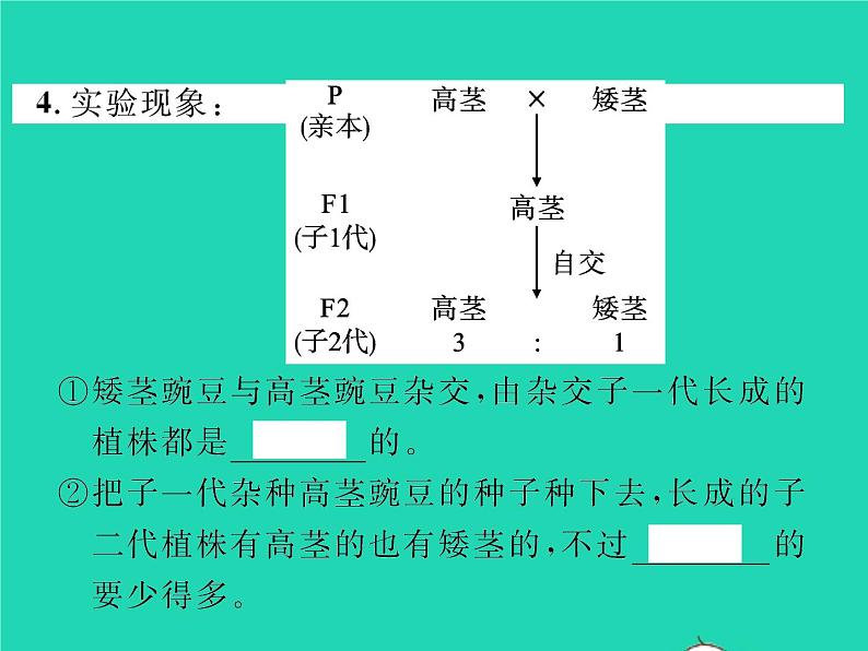 2022八年级生物下册第七单元生物圈中生命的延续和发展第二章生物的遗传与变异第三节基因的显性和隐性第1课时孟德尔的豌豆杂交实验习题课件新版新人教版03