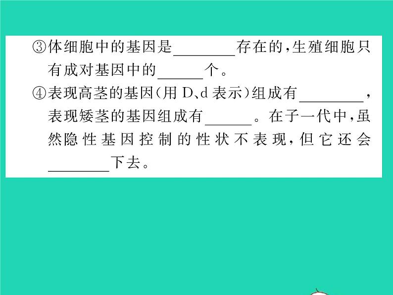 2022八年级生物下册第七单元生物圈中生命的延续和发展第二章生物的遗传与变异第三节基因的显性和隐性第1课时孟德尔的豌豆杂交实验习题课件新版新人教版05