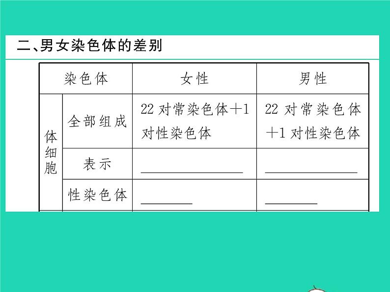 2022八年级生物下册第七单元生物圈中生命的延续和发展第二章生物的遗传与变异第四节人的性别遗传第1课时男女染色体的差别习题课件新版新人教版03