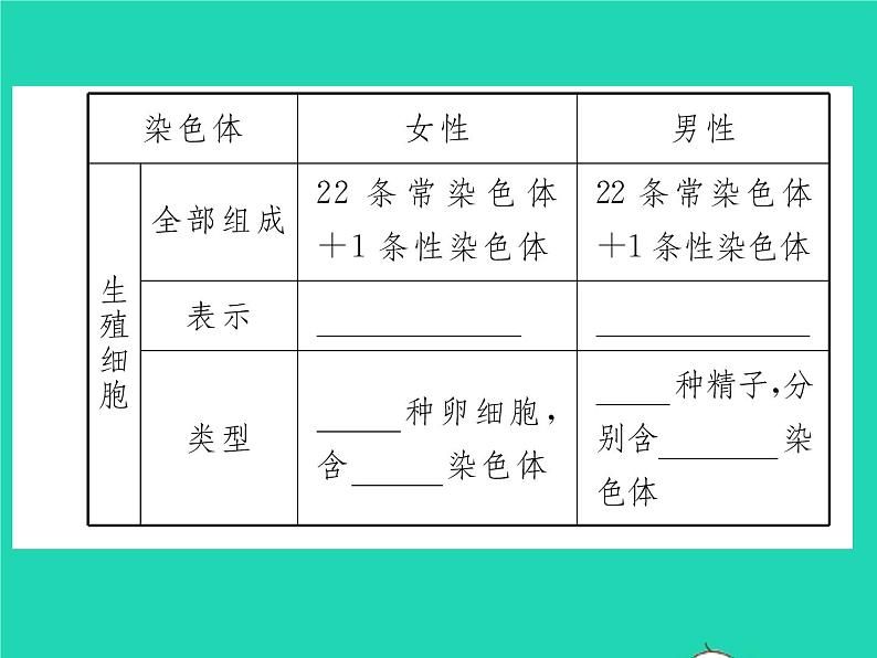 2022八年级生物下册第七单元生物圈中生命的延续和发展第二章生物的遗传与变异第四节人的性别遗传第1课时男女染色体的差别习题课件新版新人教版04