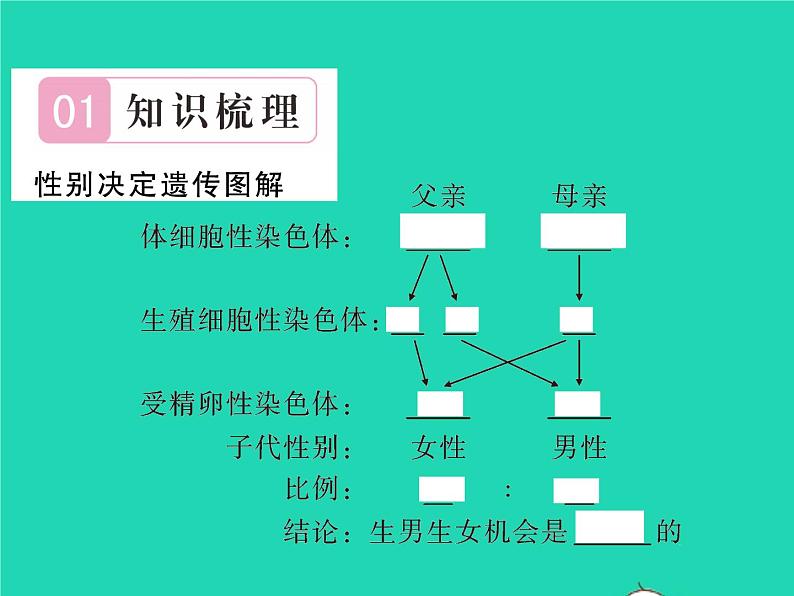 2022八年级生物下册第七单元生物圈中生命的延续和发展第二章生物的遗传与变异第四节人的性别遗传第2课时生男生女机会均等习题课件新版新人教版02