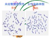 北师大版初中生物八年级上册第六单元第4节 性别和性别决定课件 (1)