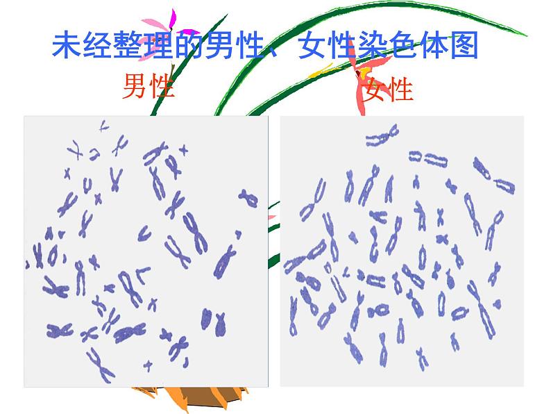 北师大版初中生物八年级上册第六单元第4节 性别和性别决定课件 (1)04