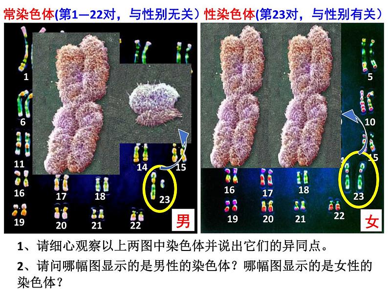 北师大版初中生物八年级上册第六单元第4节 性别和性别决定课件 (1)05